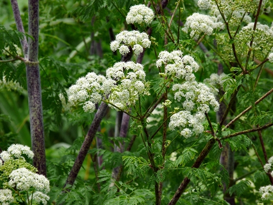 {Conium maculatum}
